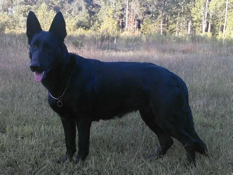 Luna Von Aventin