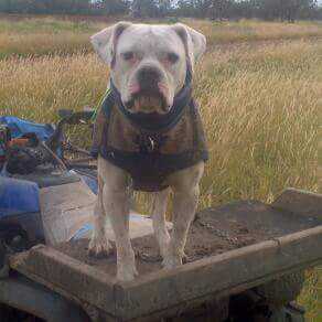 Little Willow's Spotto