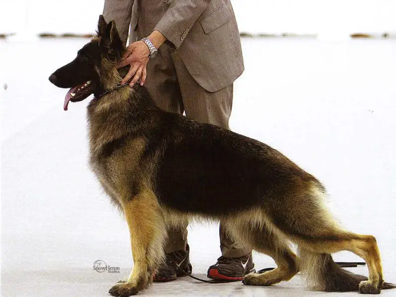 Ch Mazerick's-Von Hornberger's Taking Care of Business