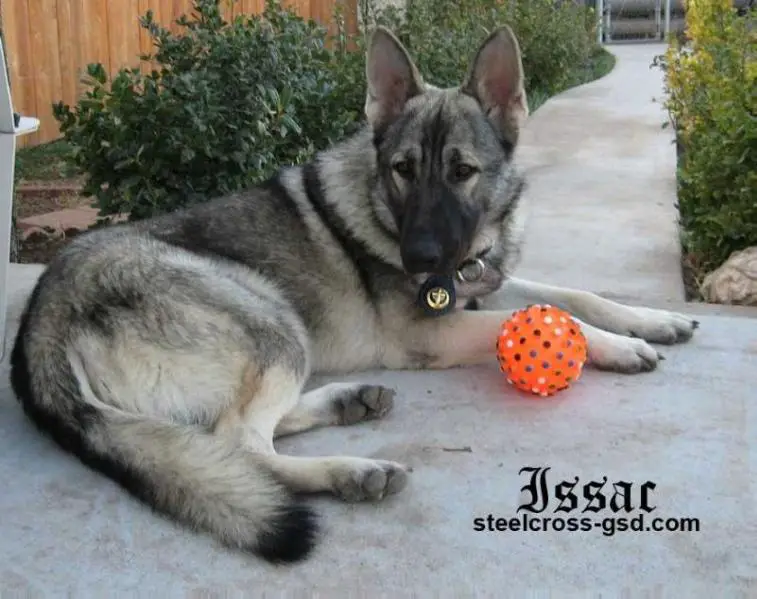 Courageous Isaac of Steel Cross