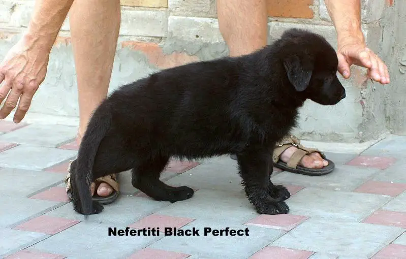 Nefertiti Black Perfect