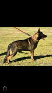 Schexnayders Ivan Drago