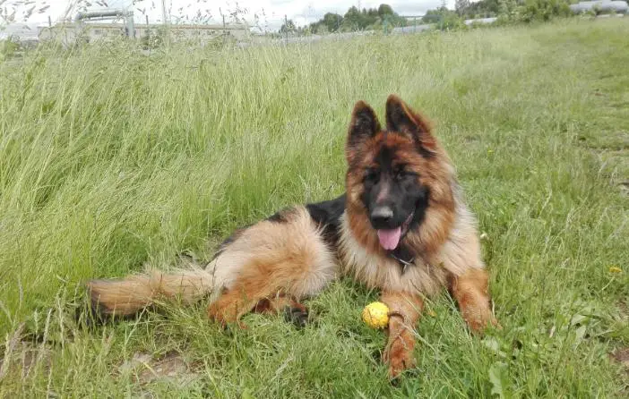 Aura wet dog Bohemia