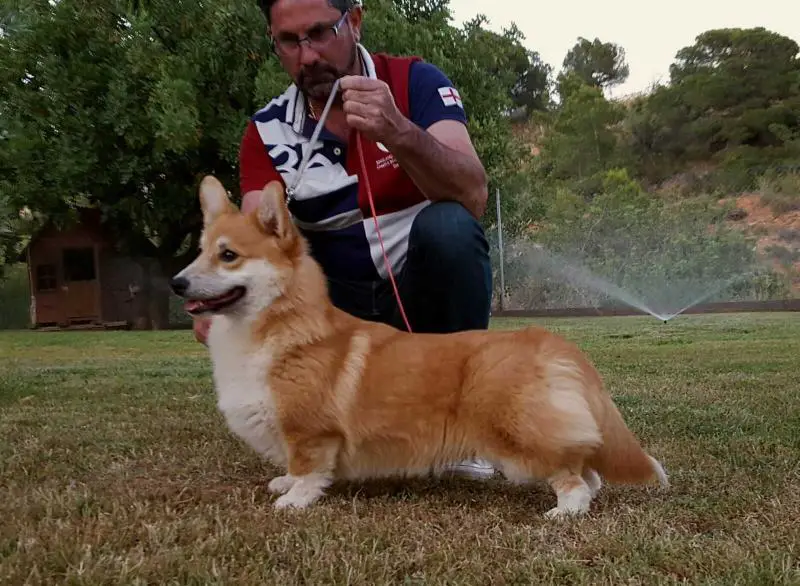 Exc 1º, CAC, BJ, BOB,campeón joven,campeón adulto España LEMON vc Lime DUBENSKY ZAMOK