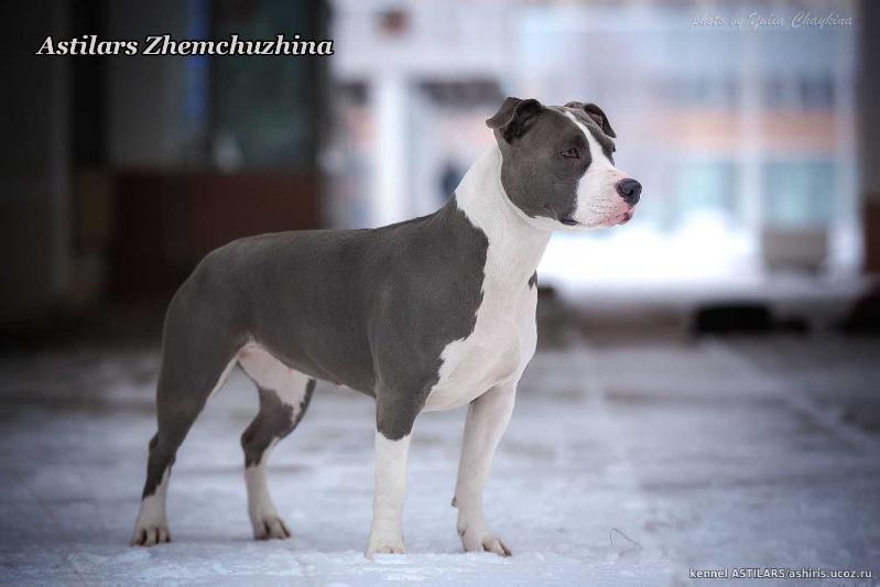 JCH RUS, CH RUS Astilars Zhemchuzhina