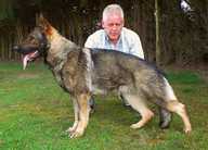 SG Astra Crveni Mayestoso