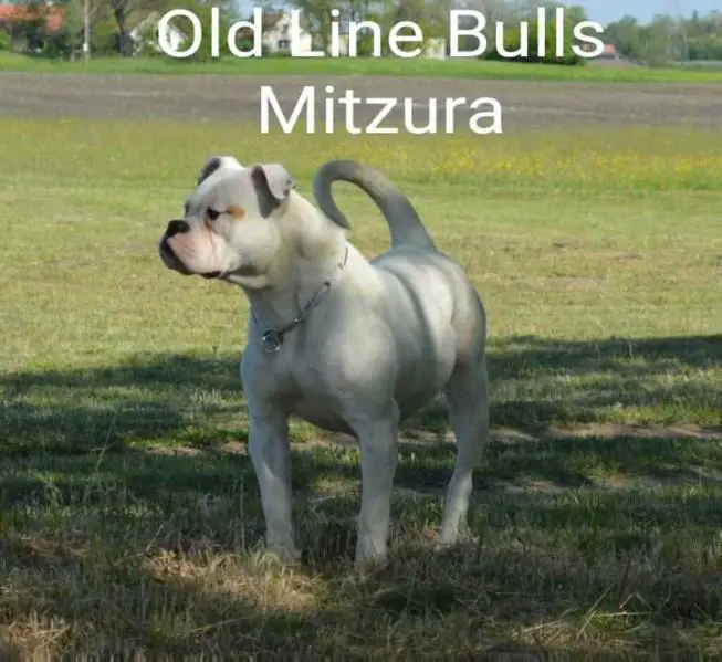 Old Line's Bulls Mitzura