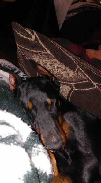 ARIES VON DER SCHWARZ