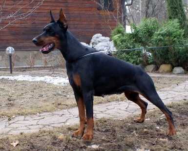 J.CH RUS, CH.RUS, 4 x J.CAC, 3хCAC, ССС Pride of Russia One More