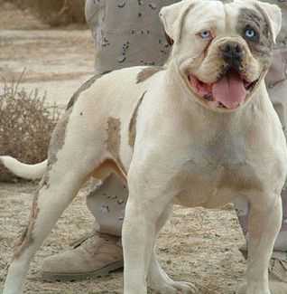 Cattle Rustler Kennel's Electric Cowboy