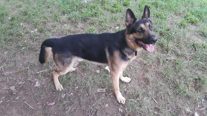 Kaiser der König