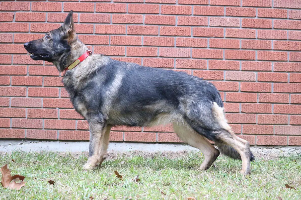 KK's Kora Von ShafferHaus