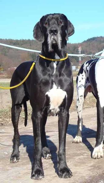 CAC and BOB, finish Ch Cro BEST JOUNG MALE CAC, Res. CACIB Nacho From Valvasor's Land