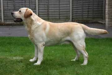 Carpenny Made a Million