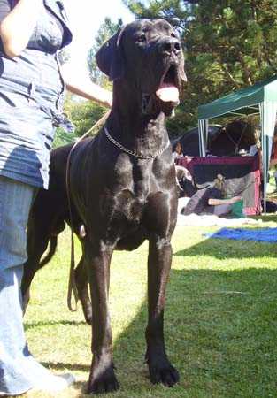 JCh Hun JClub (H) 2008 Sagar Pompey Von Gigantic Blau