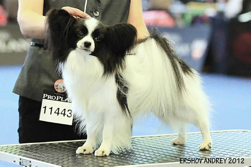 Zaozerie Teodor Triumph