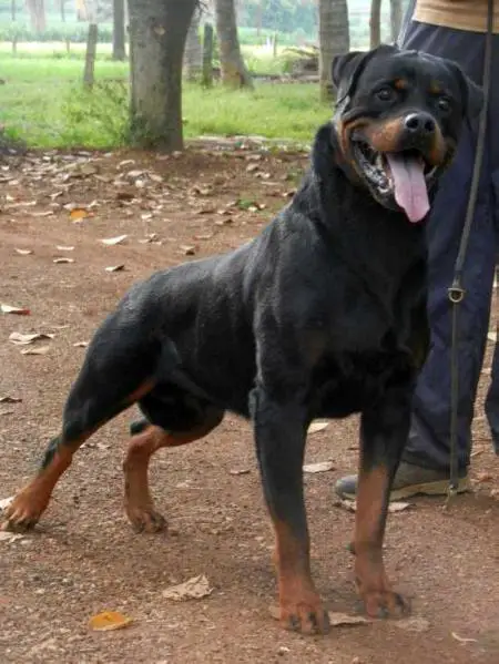 Multi V1,German Junior Champion Greck vom Hause Neubrand