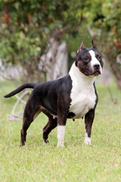 CH Red Diamond You Go For The Gold