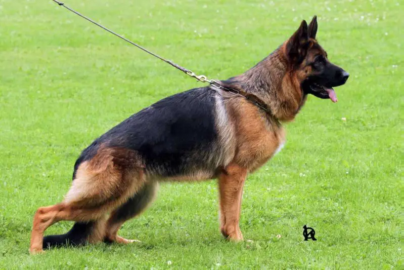 VD4 CZ Sieger 2017 Kaila Hartis Bohemia