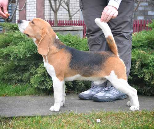 ELWOOD SPOTTY FRIEND