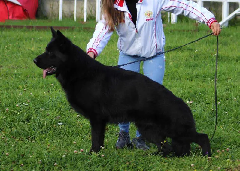 De Orse Mak Flai Chernyi