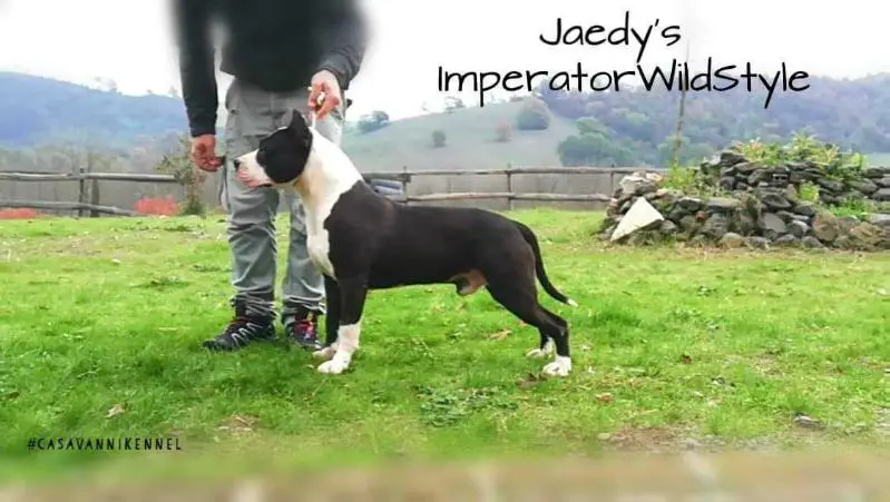 IMPERATOR WILD STYLE