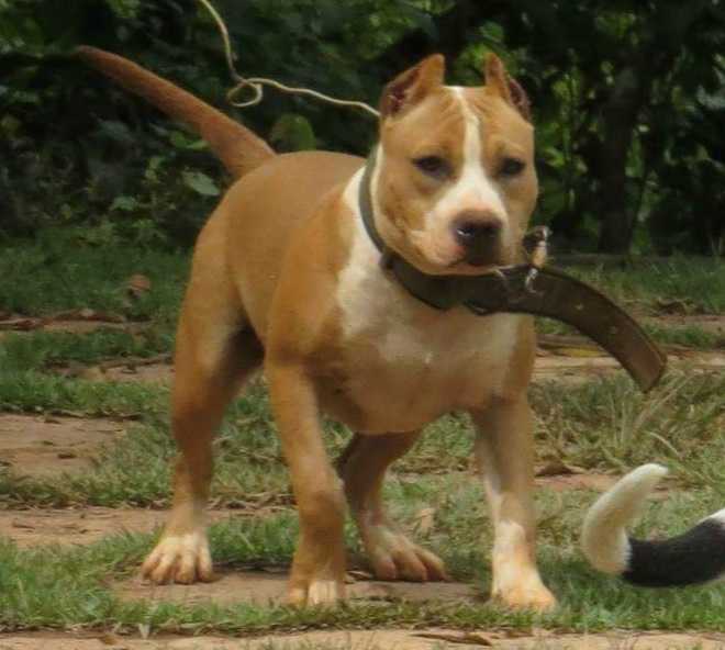 ZONTA AMSTAFF JERIVÁ & AMERICAN ARGUS