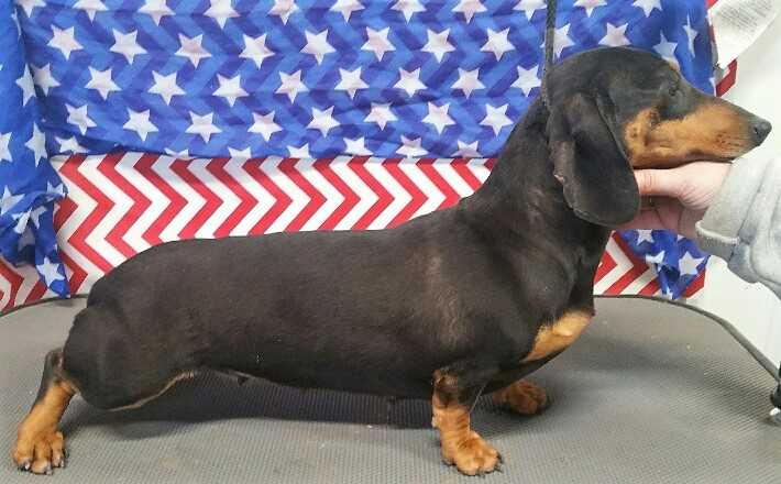 HR Dealer's Need For Speed MS