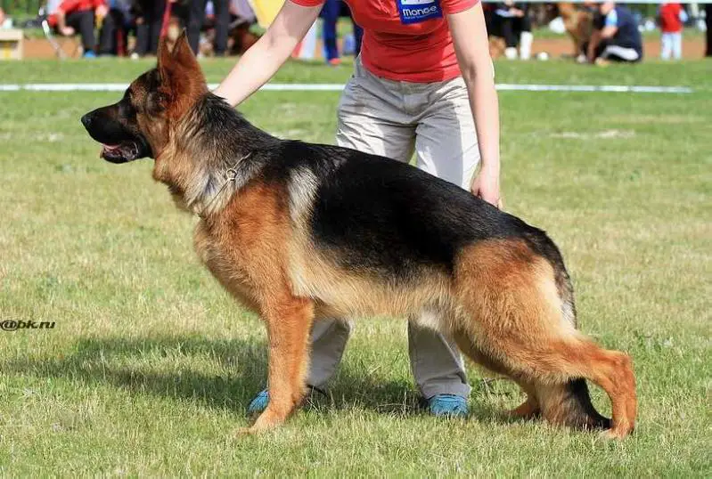 JCHNKP RUS, JCH RSVNO ENZZO ARMAGEDONAS