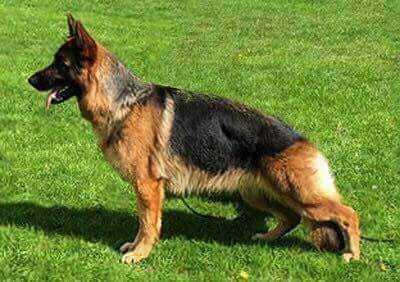 V1 BG Helga von den zwei Steinen