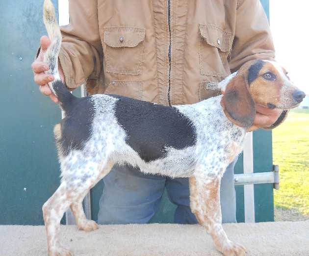Scroghams Blue Lil Diamond