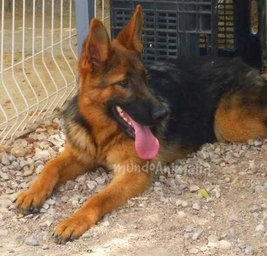 Lorna de lu-michelfer