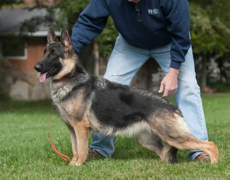 Hollow Hills' Brown Eyed Girl