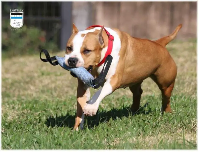 CH, GR CH, PAN CH Ladypark Liz Forvelv