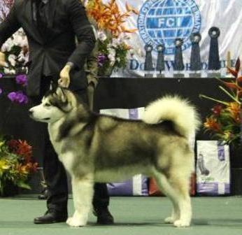 Ph GCH Intl Ch Wolfholic's Life of Pacifique Islander