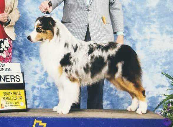 AKC Gch Gypse N Headstrong I'll Take U on at Riverlook