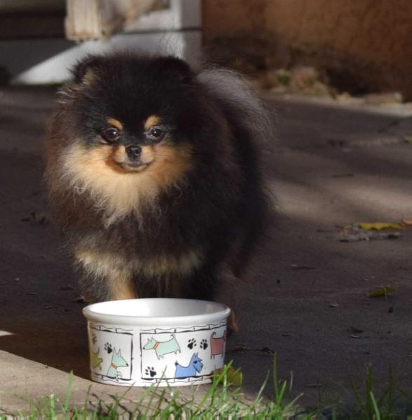 Ch. Pompushar Il Korn Vinni Puh