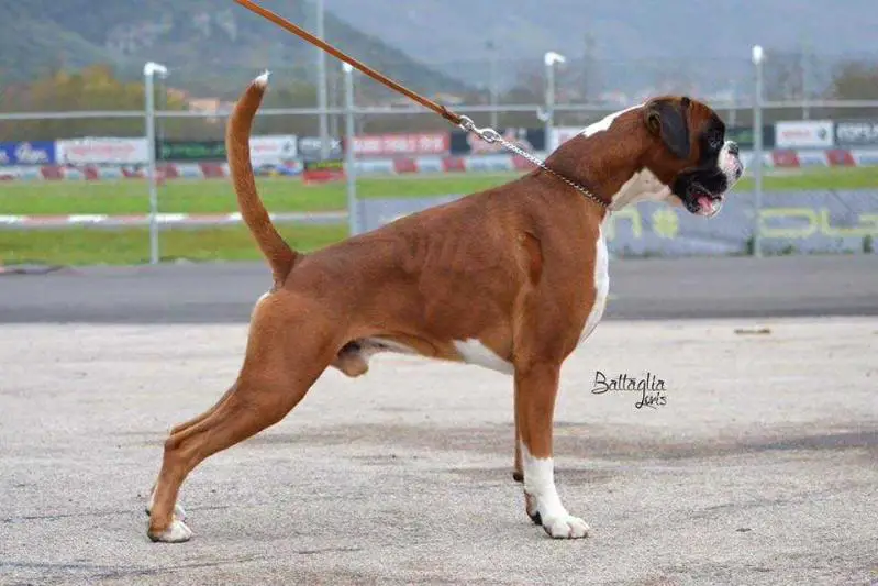 Rolex Di Casa Vernice