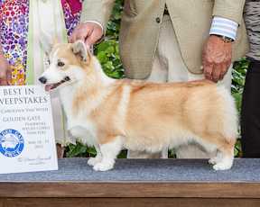 CH Nebriowa Victoria