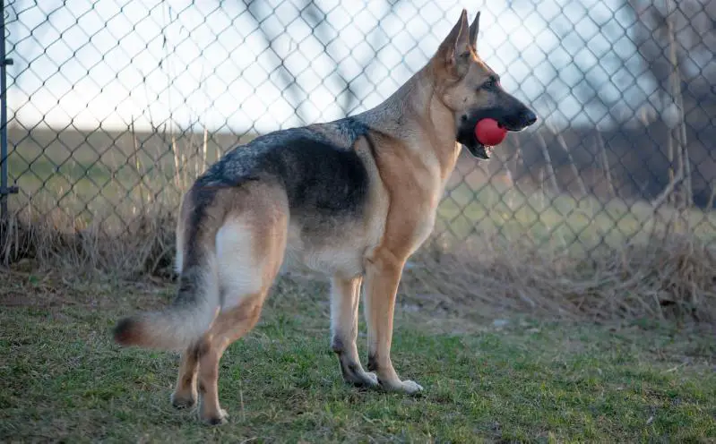 UKC GCH Arcturus' Red Skye RN TC