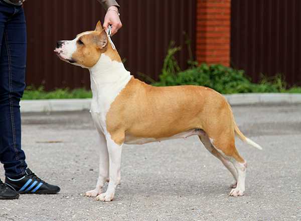 Asti Dog House Ultimo Dezido Rio