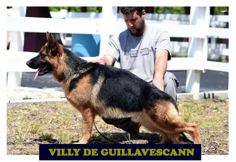 Villy De Guillavescann
