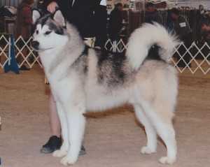 GCHG Ch Tru North's Shogun