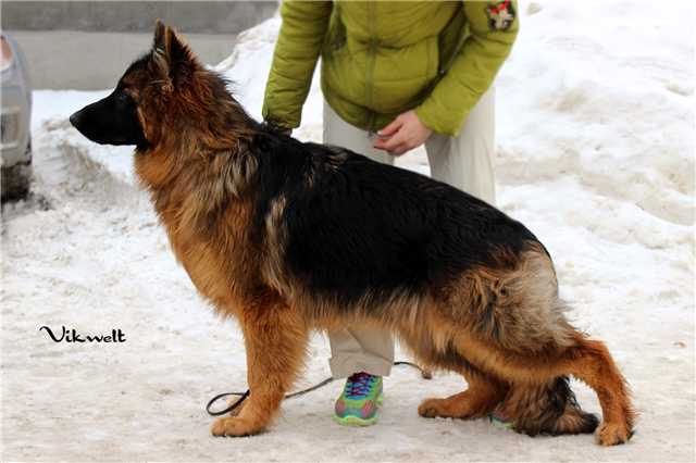 Harley Davidson aus Vikwelt