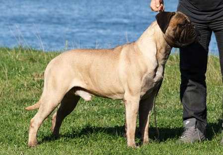 JCH SRB, CH SRB, CH MONTE NEGRO,  EURO DOG SHOW jV3 Game Keeper's Zack is Back