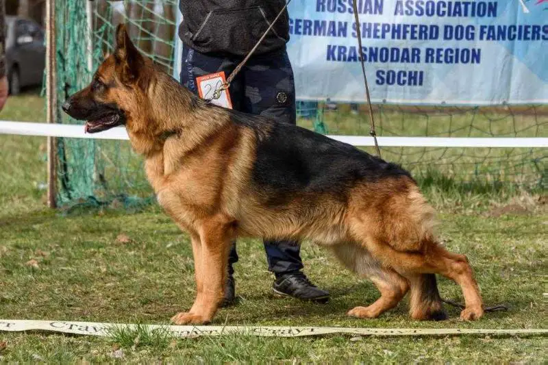 ЮЧНКП, ЮЧР, ЧРКФ Balaris BLACK FLAME