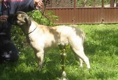 JCH SRB , CH SRB Ara of Godlike Step