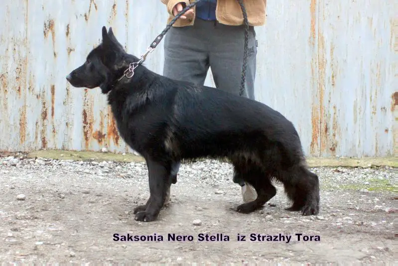 Saksonia Nero Stella  iz Strazhy Tora