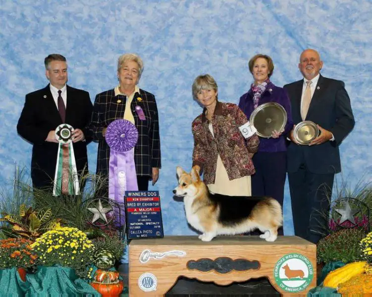AM GCH CH Rosewood Sea Quest