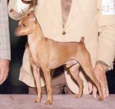 BISS Am Ch./ MPCA Hall of Fame Sire Ruffian's Starbuck